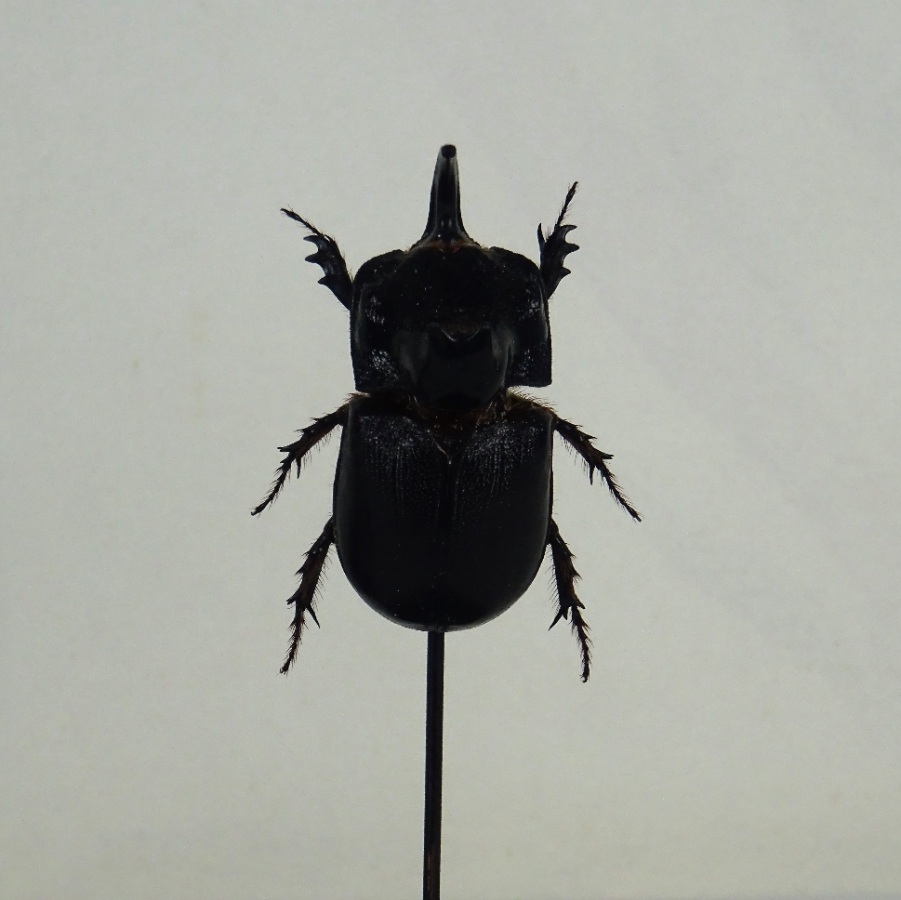 Group of three Beetle Specimens under Glass Domes with Ebonised Bases